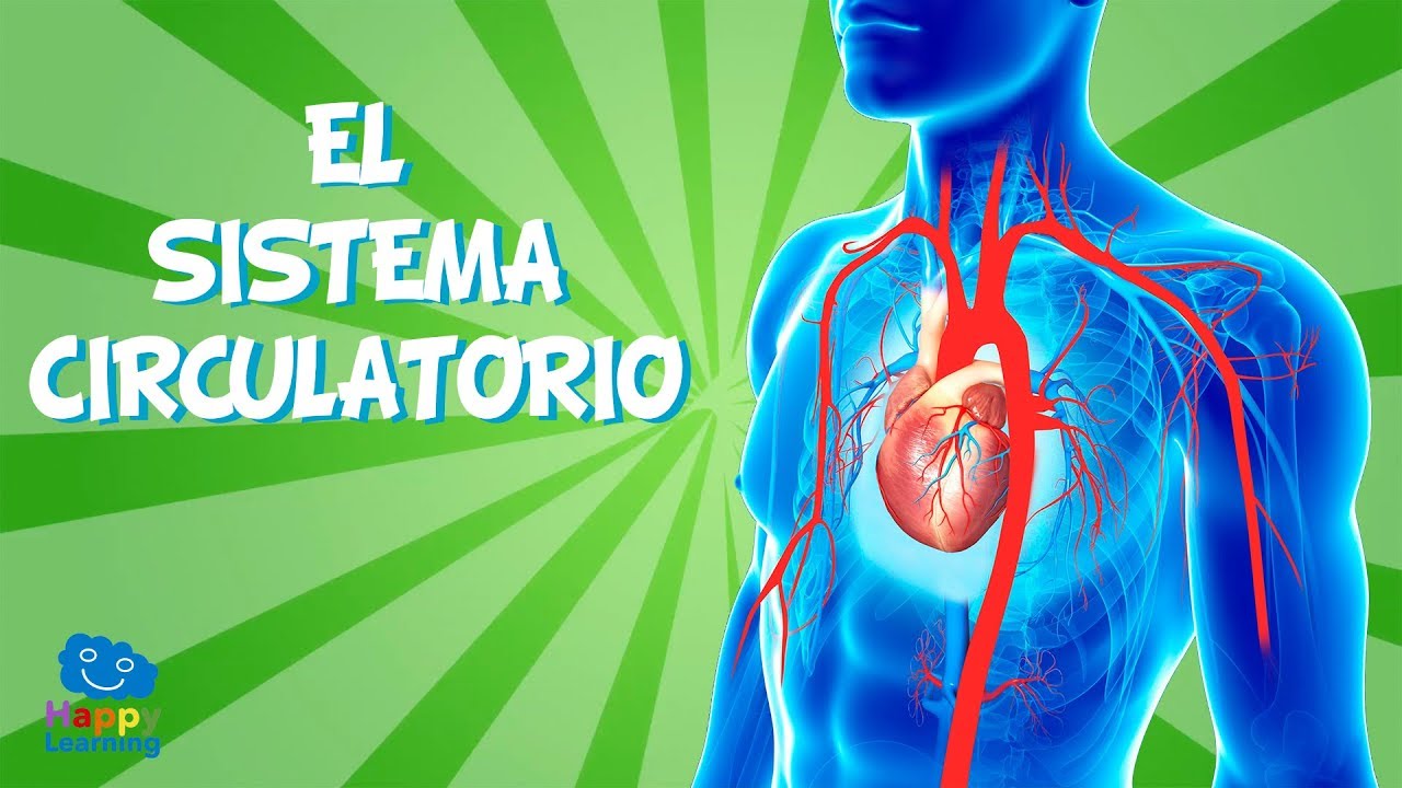 EL SISTEMA CIRCULATORIO | Vídeos Educativos para Niños de Primaria